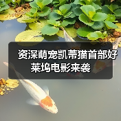 资深萌宠凯蒂猫首部好莱坞电影来袭(图3) 资深萌宠凯蒂猫首部好莱坞电影来袭(图3)