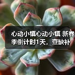 心动小镇心动小镇 新春季倒计时1天，查缺补漏，必做（图4）