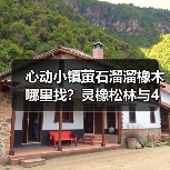 心动小镇萤石溜溜橡木哪里找？灵橡松林与4号家园必收点（图3）