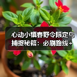 心动小镇春野令限定鸟捕捉秘籍：必刷路线+隐藏区域全攻略（图3）