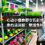 心动小镇春野令五彩博鱼钓法详解：新增鱼种位置全攻略