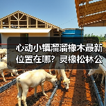 心动小镇溜溜橡木最新位置在哪？灵橡松林公交站附近！（图2）