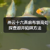 燕云十六声麻布袋高处探查避开陷阱方法（图4）