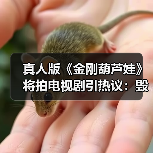 真人版《金刚葫芦娃》将拍电视剧引热议:毁经典?网友忧雷剧改编(图3) 真人版《金刚葫芦娃》将拍电视剧引热议:毁经典?网友忧雷剧改编(图3)